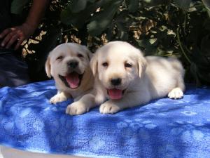 Vand pui Labrador si Golden Retriever