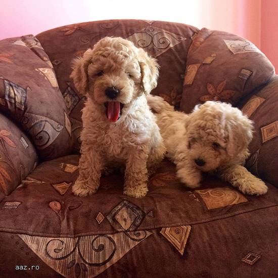 Vand pui caniche