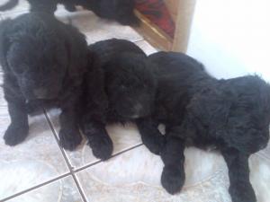 vind pui caniche negri