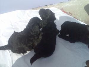 vind pui caniche negri