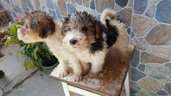 Fox terrier de vanzare