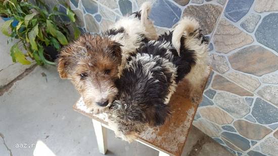 Fox terrier de vanzare