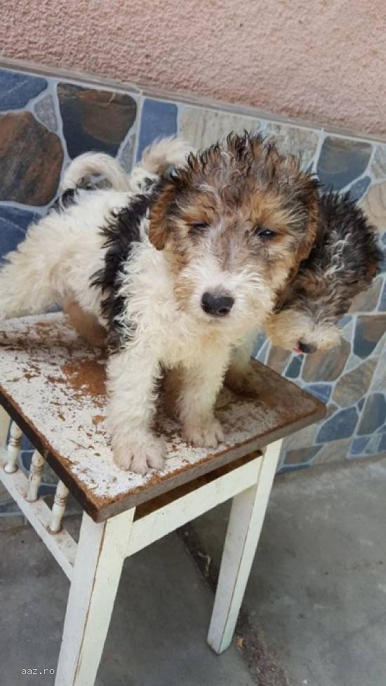 Fox terrier de vanzare