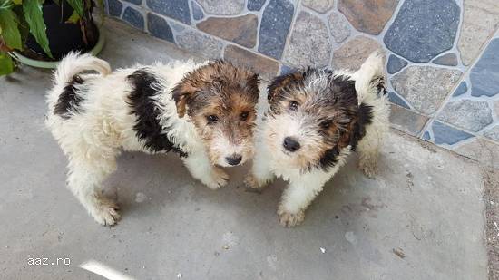Fox terrier de vanzare