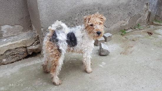 Fox terrier de vanzare
