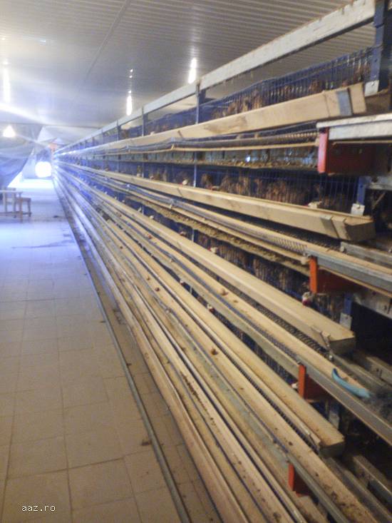 Vand prepelite si oua de prepelite