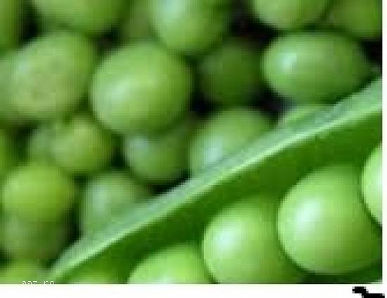 Mazare verde furajera