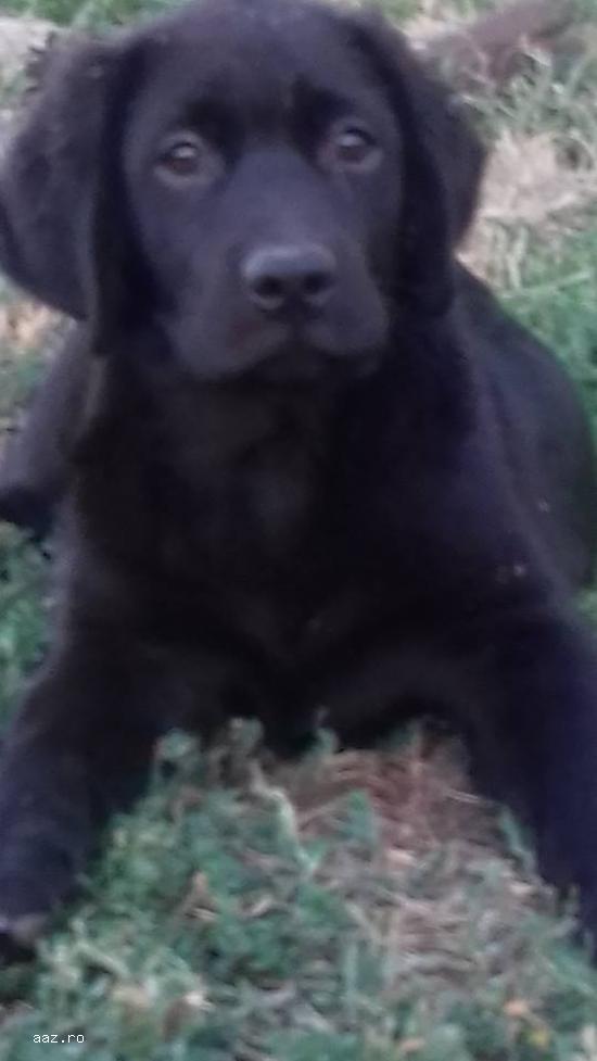 catei LABRADOR Retriever Poze