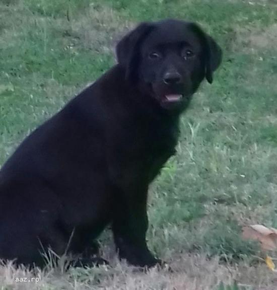 catei LABRADOR Retriever Poze