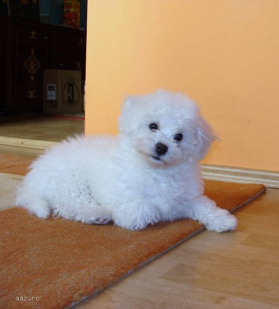 Pui BICHON FRISE