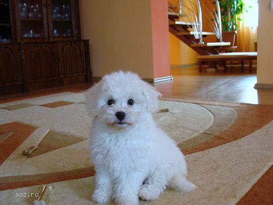 Pui BICHON FRISE