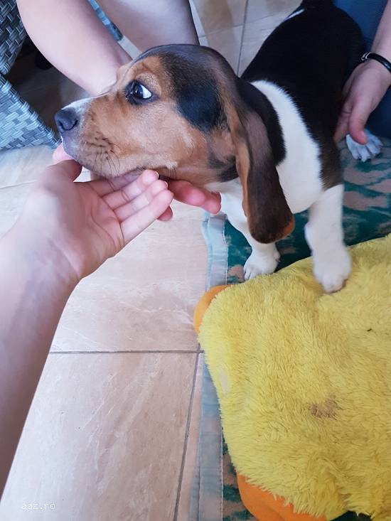 Beagle 3 luni vaccinat