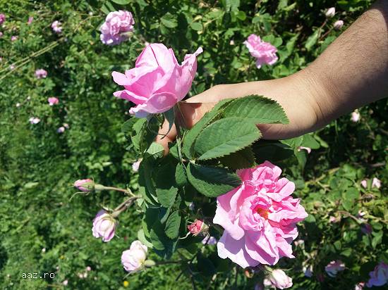 Sirop de trandafiri Rosa Damascena