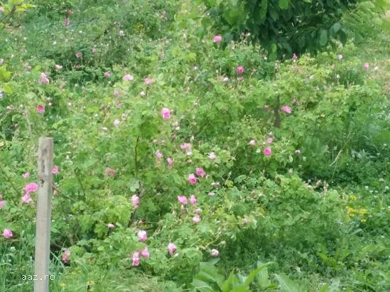 Sirop de trandafiri Rosa Damascena