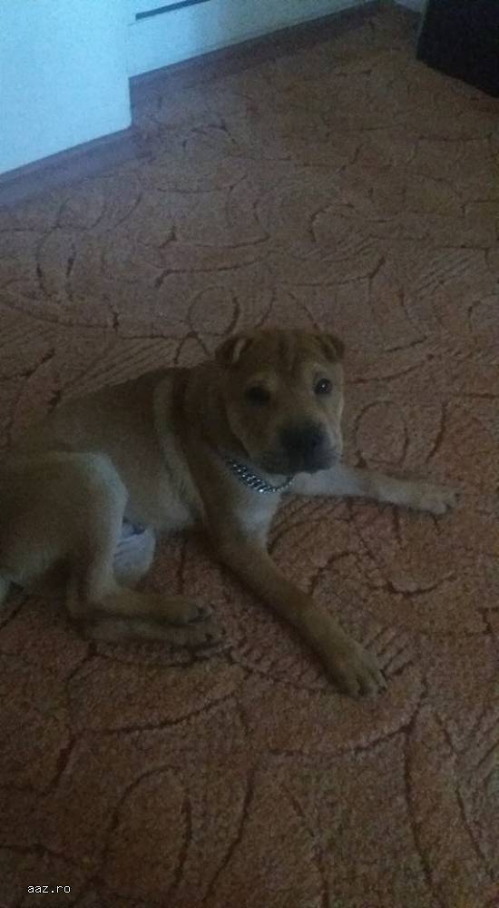 Vand pui shar pei