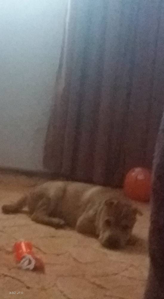 Vand pui shar pei