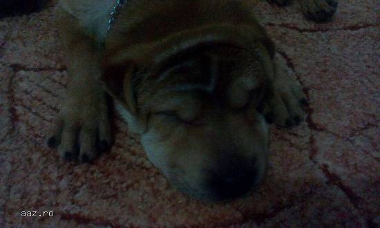 Vand urgent pui shar pei mascul