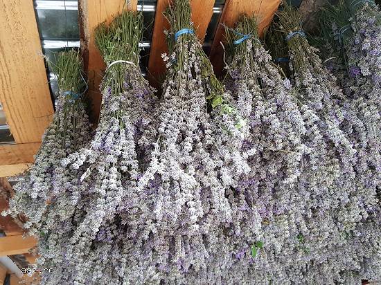 Vând lavanda uscata