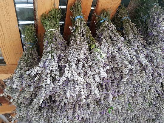 Vând lavanda uscata
