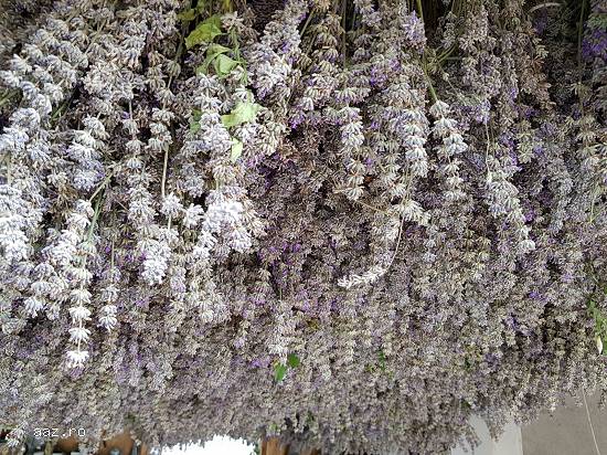 Vând lavanda uscata