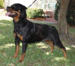 catei Rottweiler frumos gata să vă cunosc