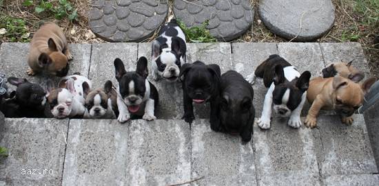 Sweet Franceză Bulldogs căutându-le