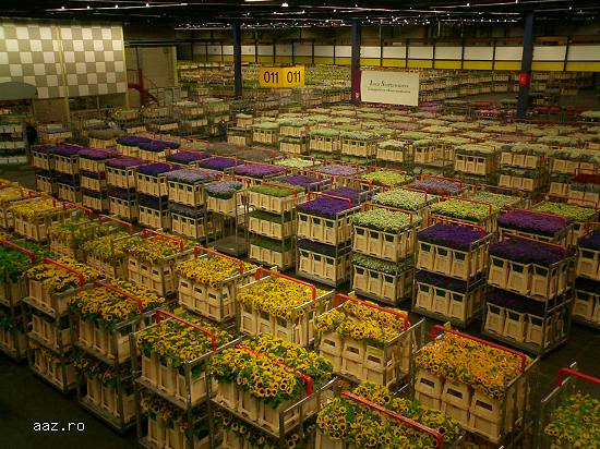 InternationalFlexJob recruteaza muncitori la Flora Holland din Aalsmeer,   Olanda!