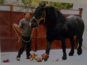 VAND ARMASAR RASA PERCHERON