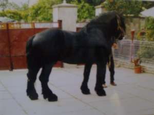 VAND ARMASAR RASA PERCHERON