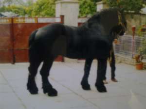 VAND ARMASAR RASA PERCHERON