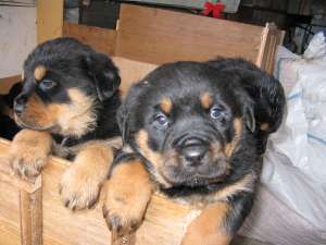 CAINI DE VAZARE