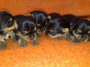 Vand pui de Yorkshire Terrier (Yorky)