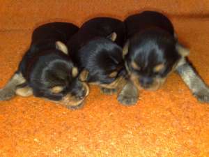 Vand pui de Yorkshire Terrier (Yorky)