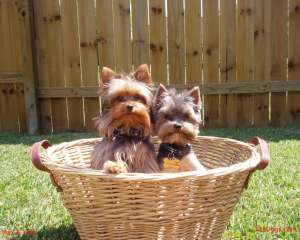 Vand pui de Yorkshire Terrier (Yorky)