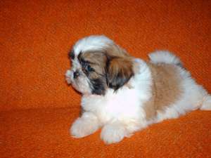 Vand pui de Shih-Tzu