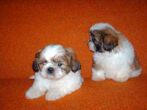 Vand pui de Shih-Tzu