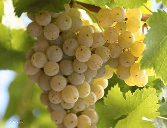 Vand Struguri de Masa si Vin