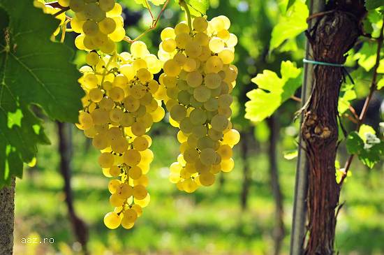 Vand Struguri de Masa si Vin