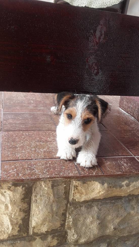 Catei fox-terrier