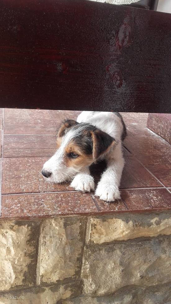 Catei fox-terrier