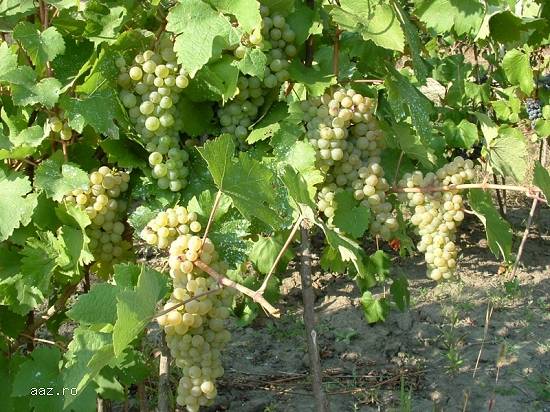 Struguri de vin feteasca regala,   riesling,   aligote Vrancea