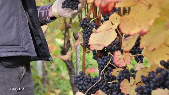 Struguri de vin feteasca regala,   riesling,   aligote Vrancea