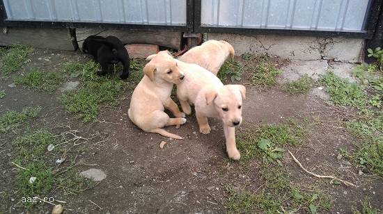 Catei rasa labrador