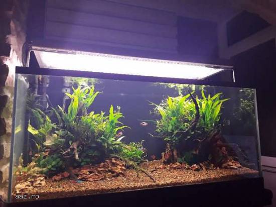 vand acvariu,    filtru,    lampa