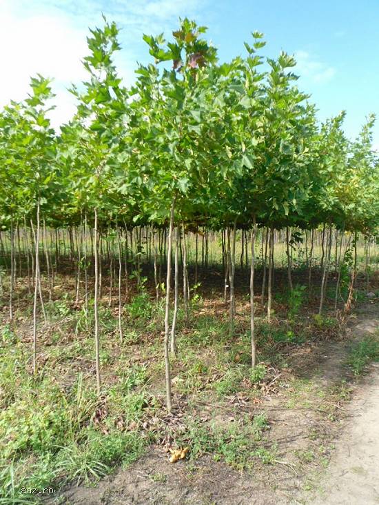 Mesteacan,   tei,   alun,   stejar,   salcie,   plop,   catalpa,   artar -plante ornamentale