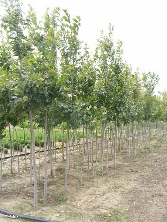 Mesteacan,   tei,   alun,   stejar,   salcie,   plop,   catalpa,   artar -plante ornamentale