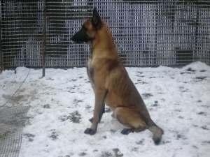 VAND CAINE CIOBANESC BELGIAN
