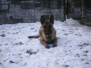 VAND CAINE CIOBANESC BELGIAN