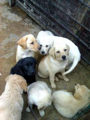 vand labrador.