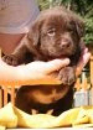 vand labrador.